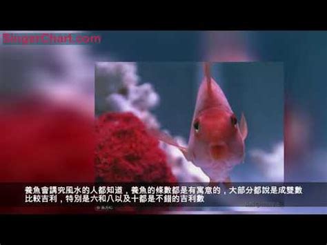 魚缸養幾隻魚比較好|魚缸養多少魚合適，這個公式告訴你，再也不用請教別。